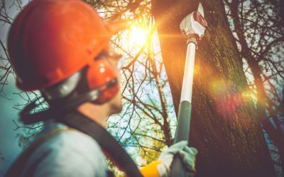 Finding the Best Tree Service in Griffin, GA