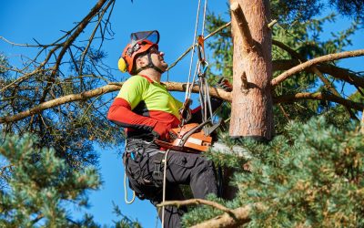 Choosing Reliable Tree Cutting Companies in Griffin, GA, for Safe and Healthy Landscapes